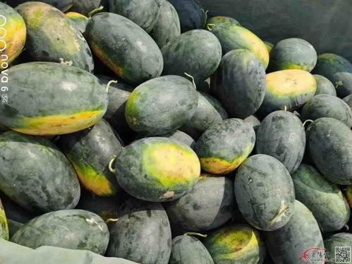 圆形的瓜怎样吃,圆形瓜果的多样食法探索