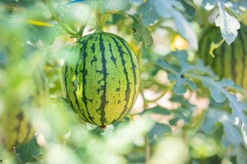 8轮瓜可以怎么吃,让瓜果盛宴焕发新活力