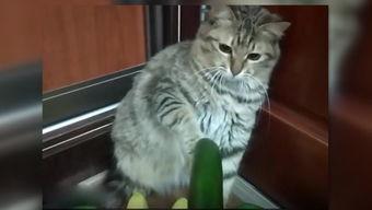 猫可以吃秋瓜吗,秋瓜是否适合猫咪食用?