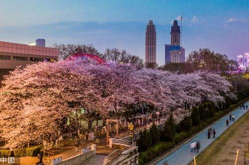 抖音吃瓜鹿泉,揭秘网红美食背后的故事