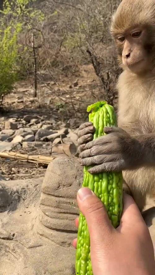 猴子吃瓜有什么习惯