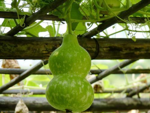 青皮葫芦瓜怎么吃,青皮葫芦瓜的多样食法探索